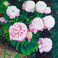 Peonies